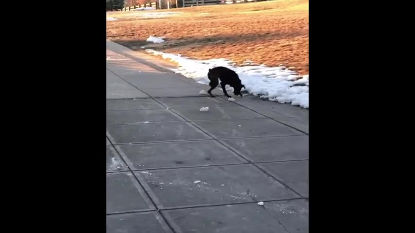 Boxer Practicing Her Ice Skating Skills