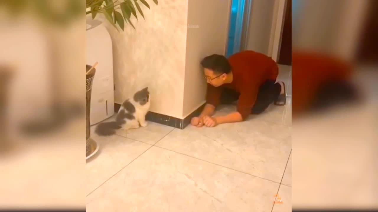 China Funny Cat Video||Viral Funny Video