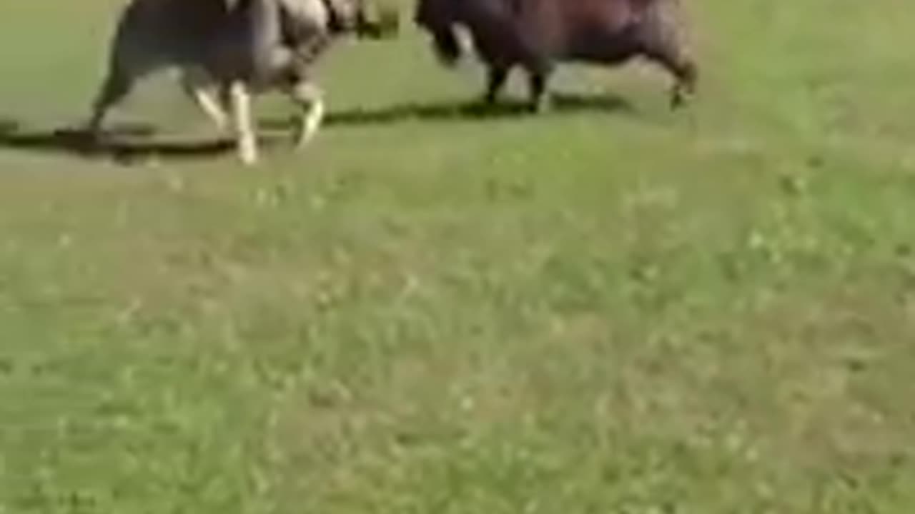 GERMAN SHEPHERD VS GOAT 🐏