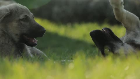 Cute dogs having fun😍😍