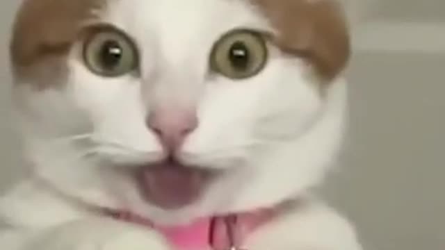 Funny Cat bites foot of the owner #shorts😽😸