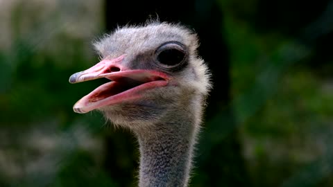 A long-necked but beautiful bird