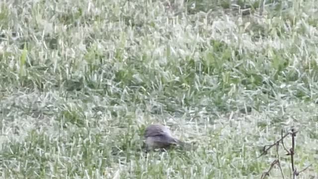 Thin bird in the grass