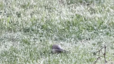 Thin bird in the grass