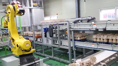 Nameko, Lingzhi, Emperor Oyster Mushroom Cultivation - Mushroom Farm You May Never Seen Before