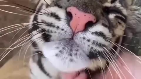 cute and fun baby lion
