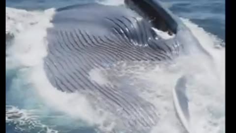 Wow BLUE Whale ❤️🐋