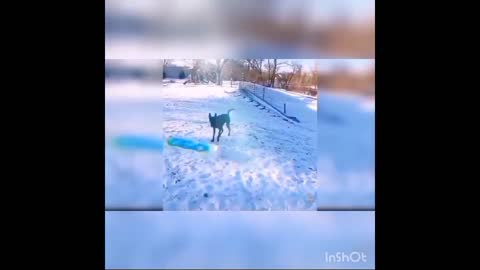 How to Dogs funnye video 2022 with how to fun