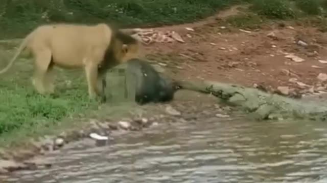 Funny, Animal, lion, Crocodile, food, fight