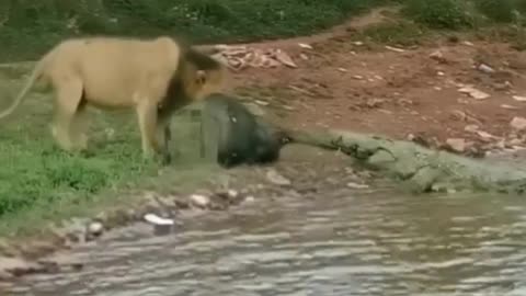 Funny, Animal, lion, Crocodile, food, fight