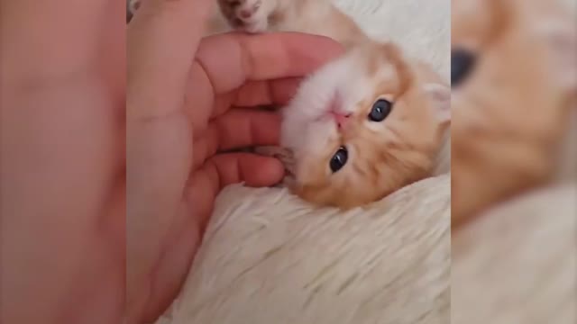 🤣Funny Animals Videos🤣Best