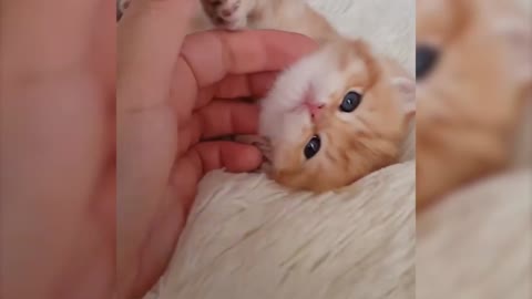 🤣Funny Animals Videos🤣Best