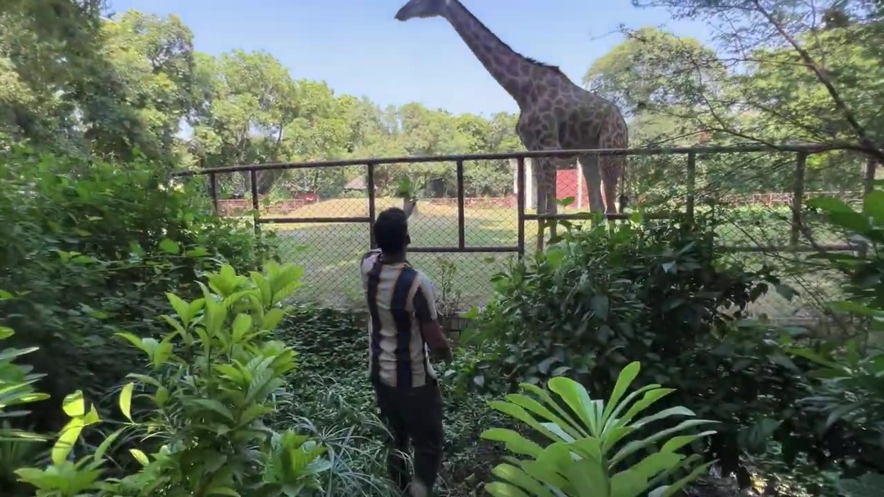 Mini Zoo Giraff 😂😍Private Zoo For. MYSELF