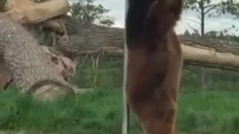 A real Canadian Poledancer!