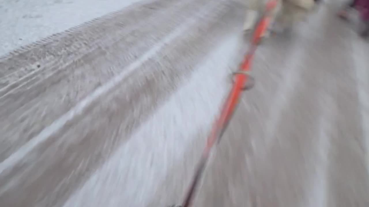 Banged Up While Bikejoring