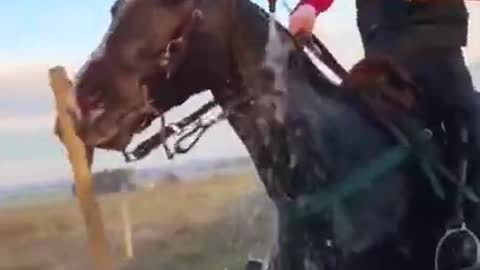 سباق الخيل