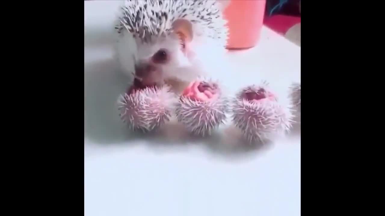 Cute little Baby Animals compilation