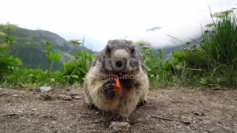 Mamot eating carrot.