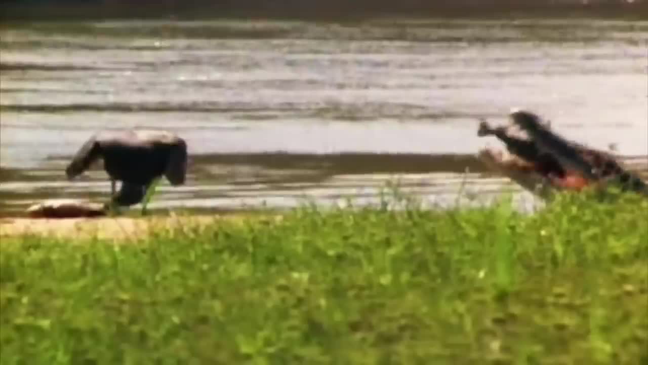 10 Deadliest River Monsters In The World!-4
