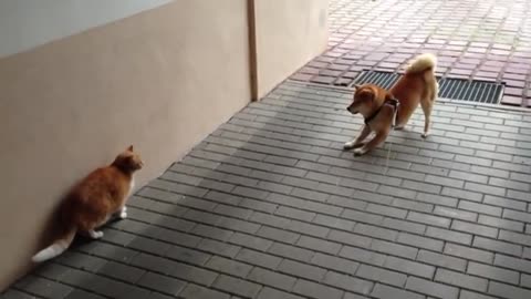 Shiba Inu will mit Katze spielen