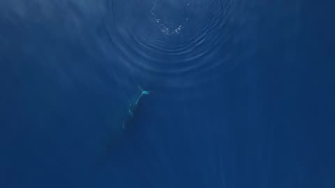 Humpback