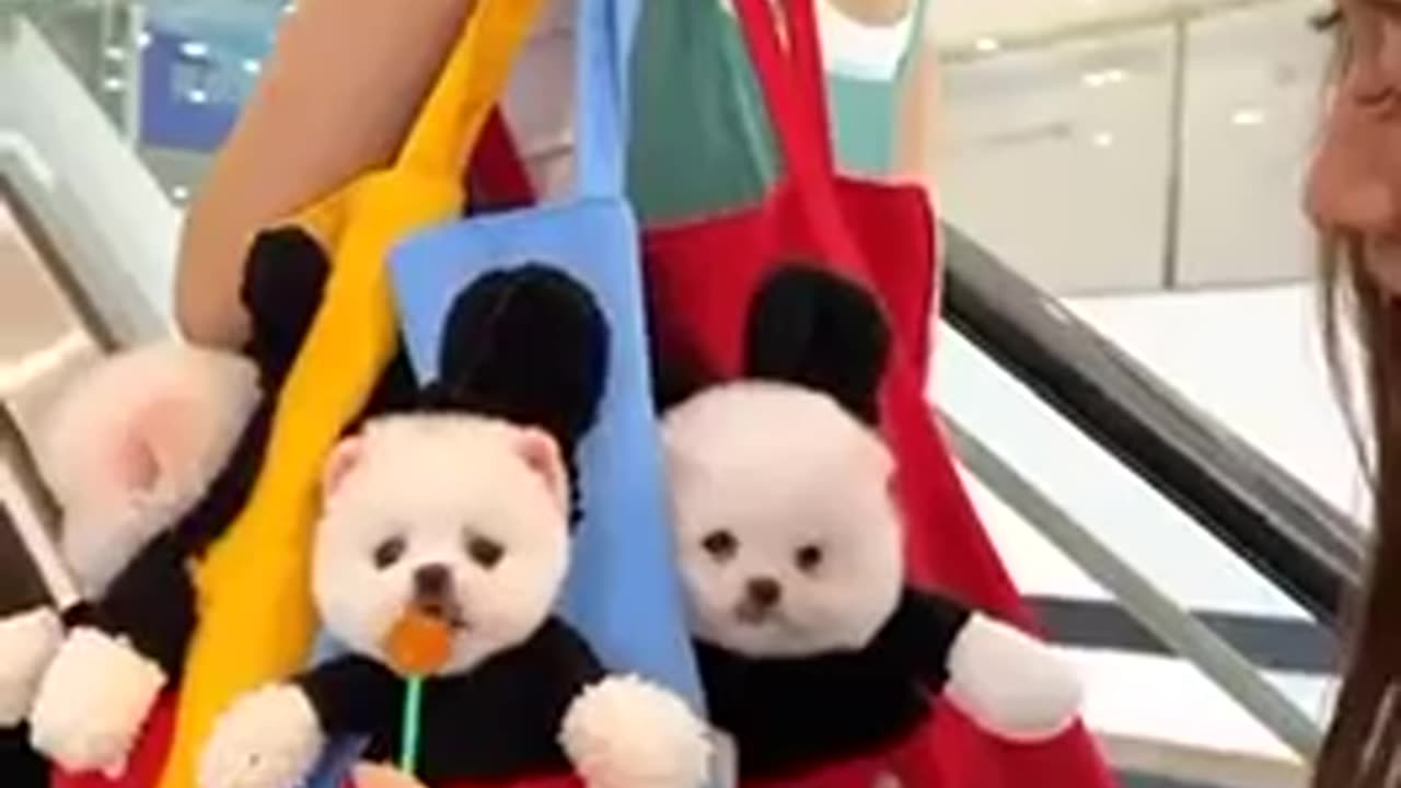 Mickey pups