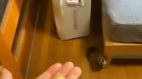 Amazing animals funn