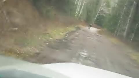 Bull moose attacks the truck.