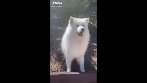 FUNNY AND CUTE GOLDEN RETRIEVER PUPPIES COMPILATION #1- CUTEST GOLDEN PUPPY