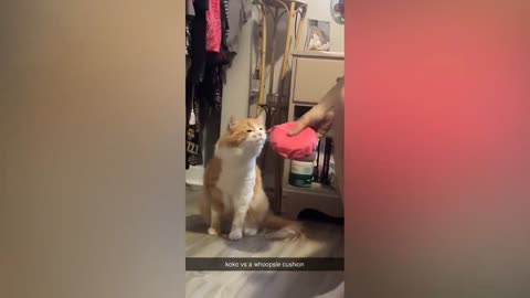 Best Funny Animal Videos Of The 2022 - Funniest Cats And Dogs Videos -7
