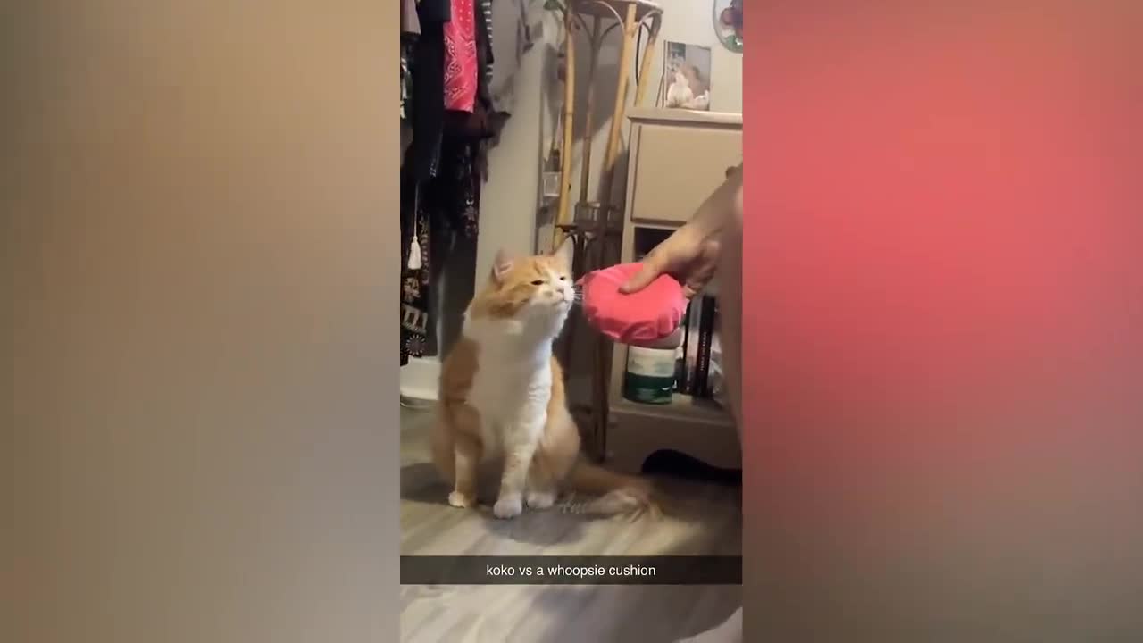 Best Funny Animal Videos Of The 2022 - Funniest Cats And Dogs Videos -7