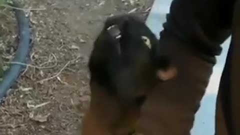 Funniest Animals Best Of The 2021 Funny Animal Videos Funny pet reaction videos