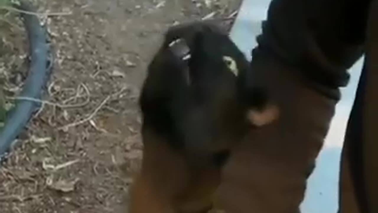 Funniest Animals Best Of The 2021 Funny Animal Videos Funny pet reaction videos