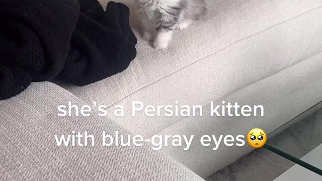 She so cutesy🥺 My lovely cat