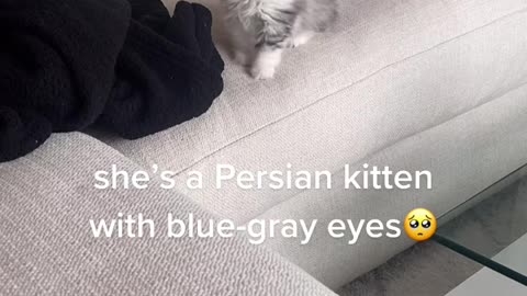 She so cutesy🥺 My lovely cat