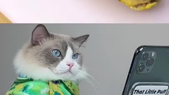 🤣 Funniest 😻Cats and🐶 Dogs - Awesome Funny Pet Animals Videos 😇
