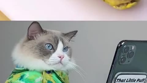 🤣 Funniest 😻Cats and🐶 Dogs - Awesome Funny Pet Animals Videos 😇