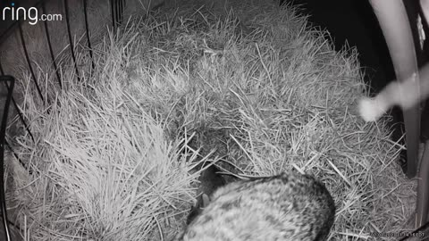 Mamma bunny taking care of her babies