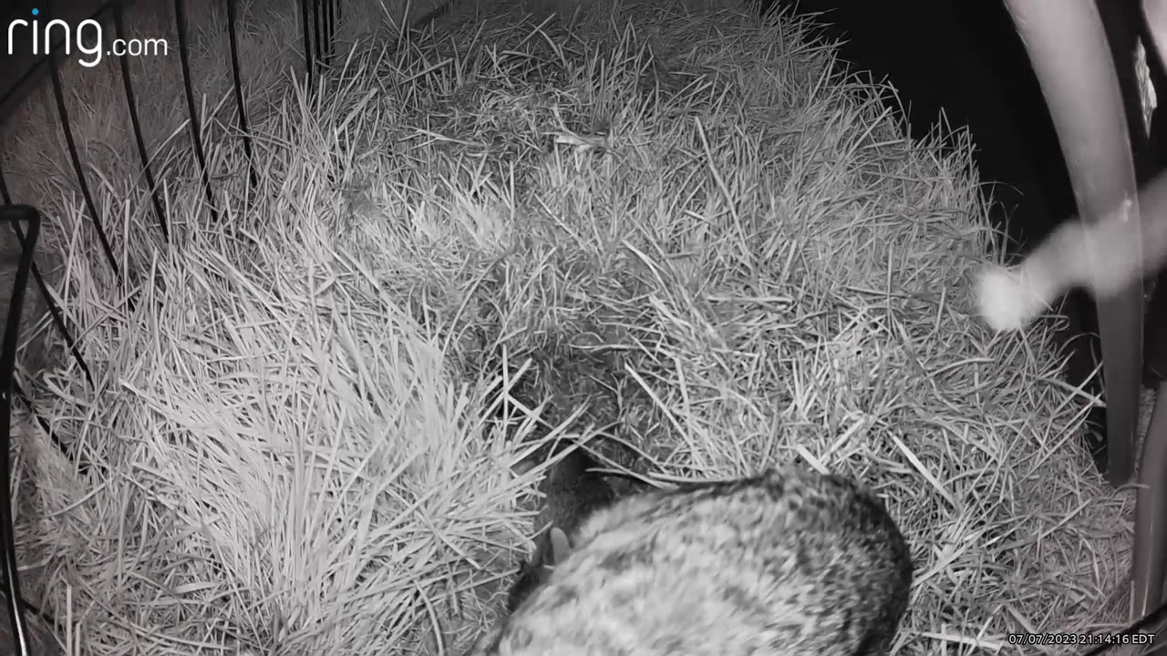 Mamma bunny taking care of her babies