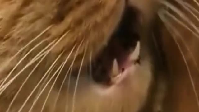 Happiness is gone, the cat is funny