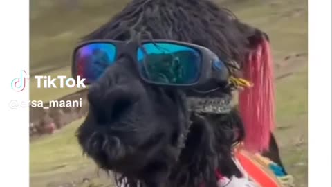 My goat acts like a super star