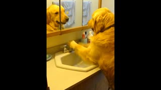 Perro prefiere beber de la canilla