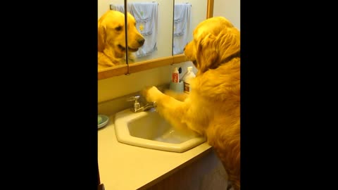 Perro prefiere beber de la canilla