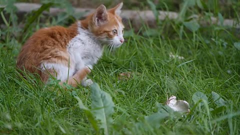 The cat and the fake prey