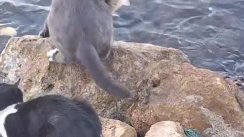 Fishing cat 🎣🎣