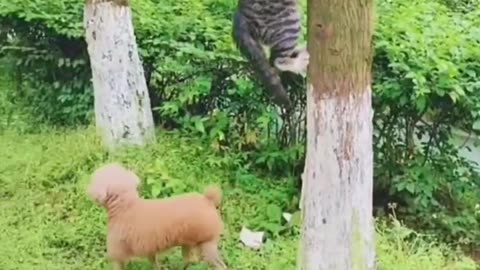 Funny Animals
