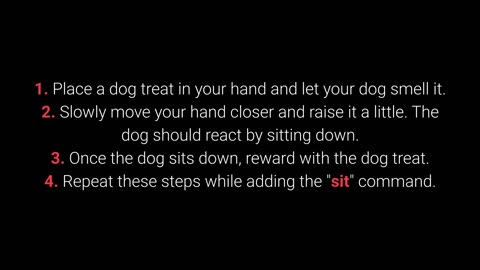 Basic dog training