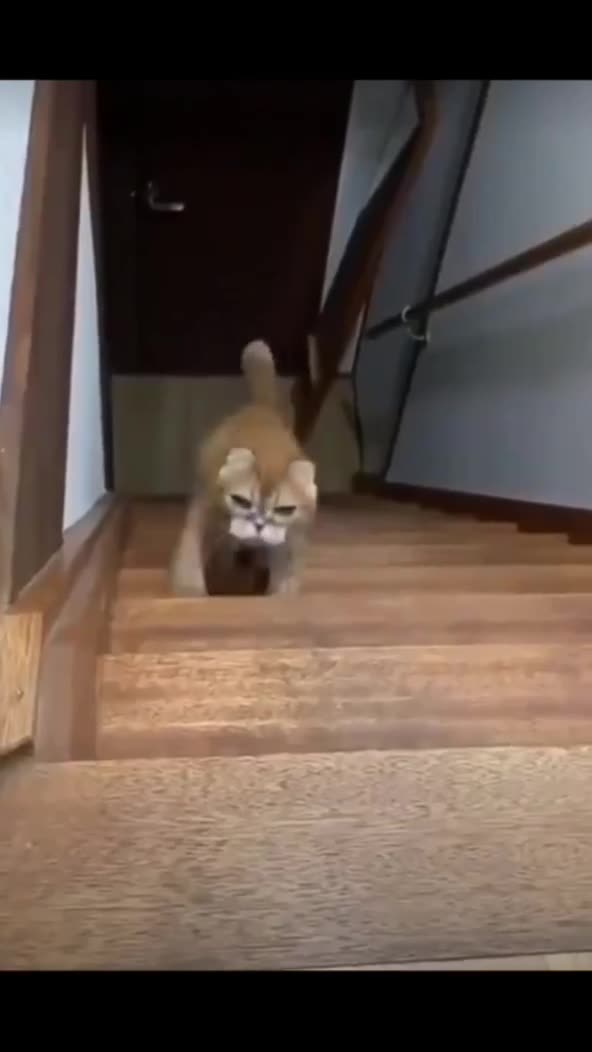 Pets on Action: Funny and Adorable Pet Videos