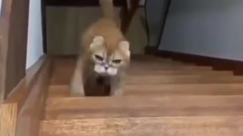 Pets on Action: Funny and Adorable Pet Videos
