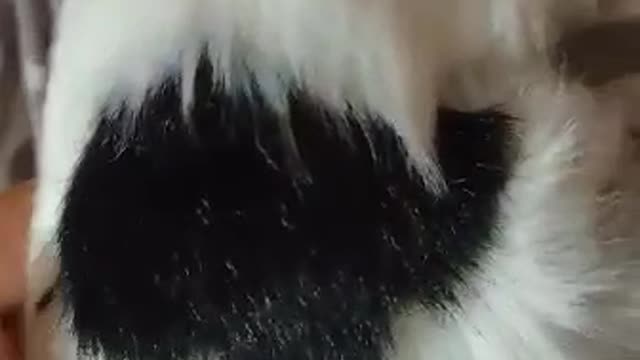 My Cute Cat